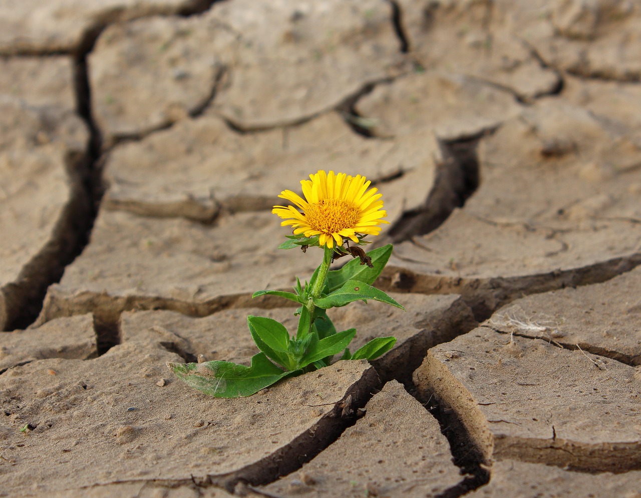 Floare galbena care creste pe sol crapat, simbol al rezilientei si adaptabilitatii